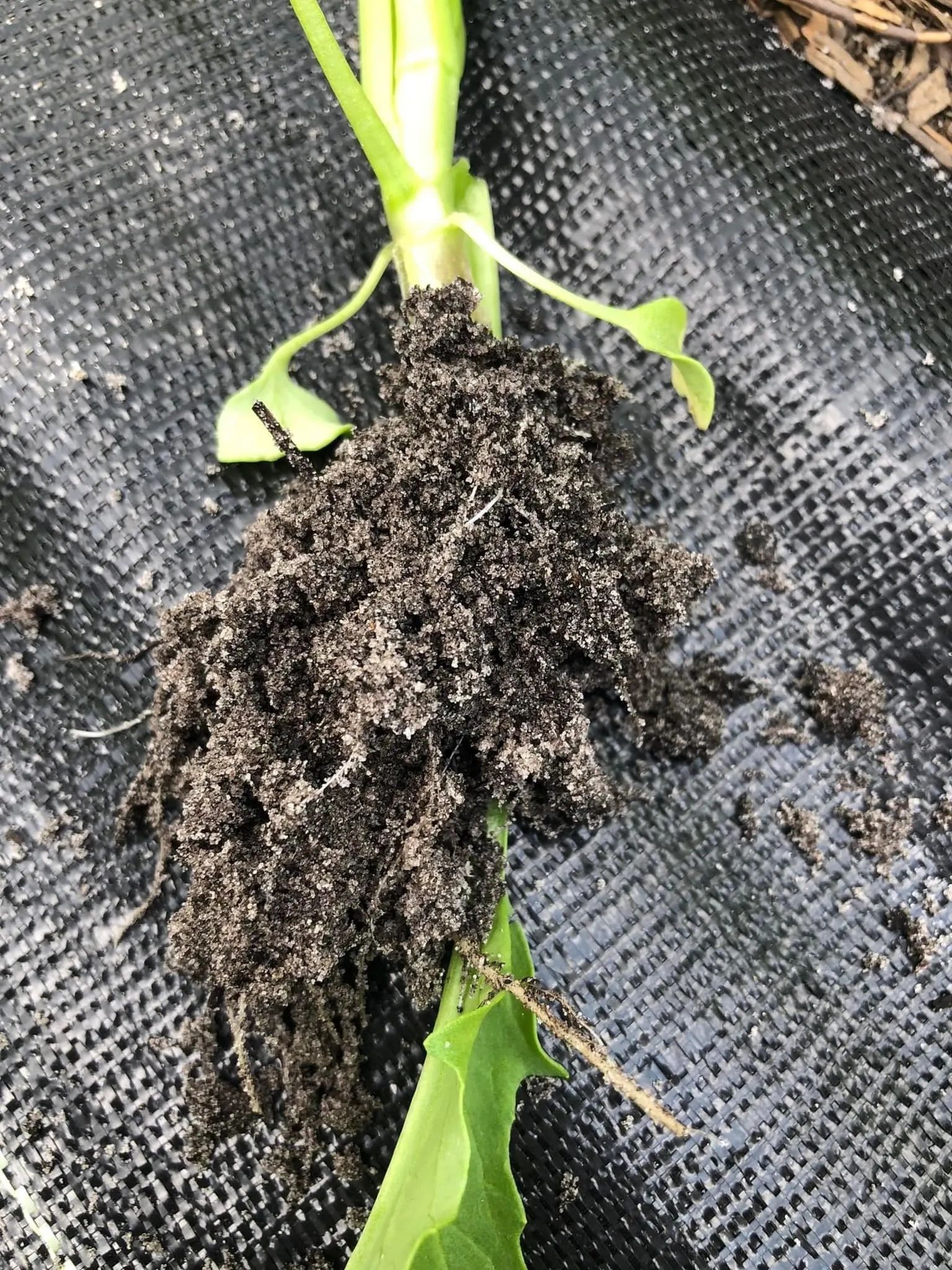 Close-up of a plant root with soil